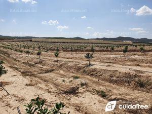 Seguimiento de Finca en Torremendo al sur de la Provincia de Alicante plantada en Abril de 2021