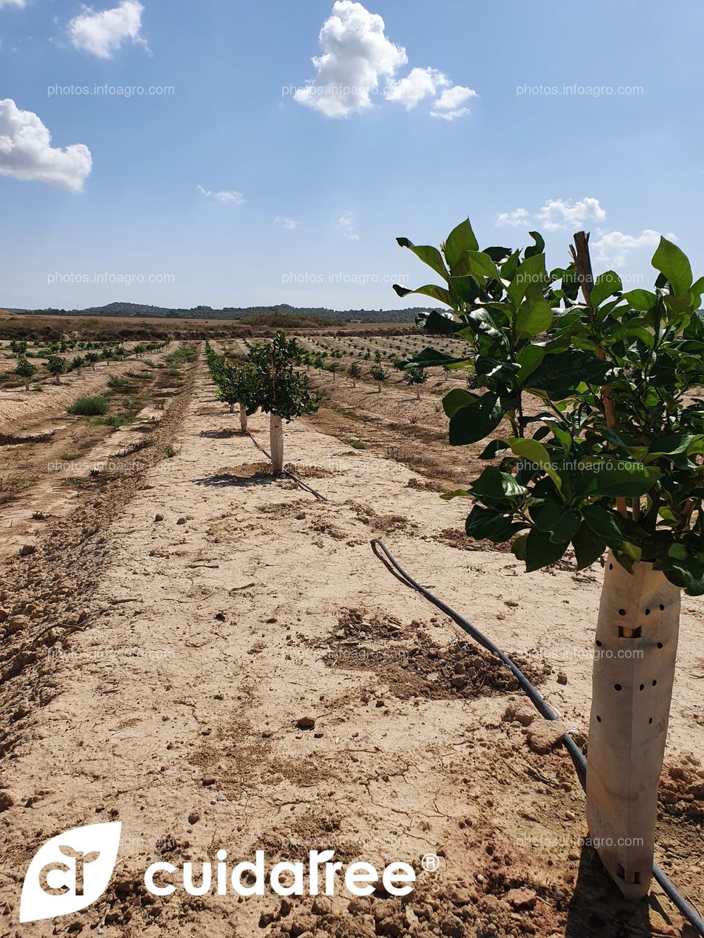 Seguimiento de Finca en Torremendo al sur de la Provincia de Alicante plantada en Abril de 2021