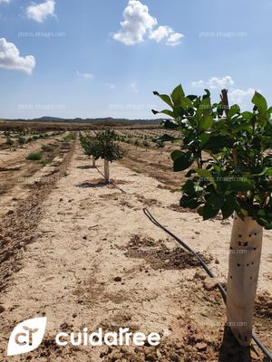 Seguimiento de Finca en Torremendo al sur de la Provincia de Alicante plantada en Abril de 2021