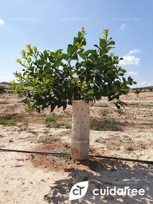 Seguimiento de Finca en Torremendo al sur de la Provincia de Alicante plantada en Abril de 2021