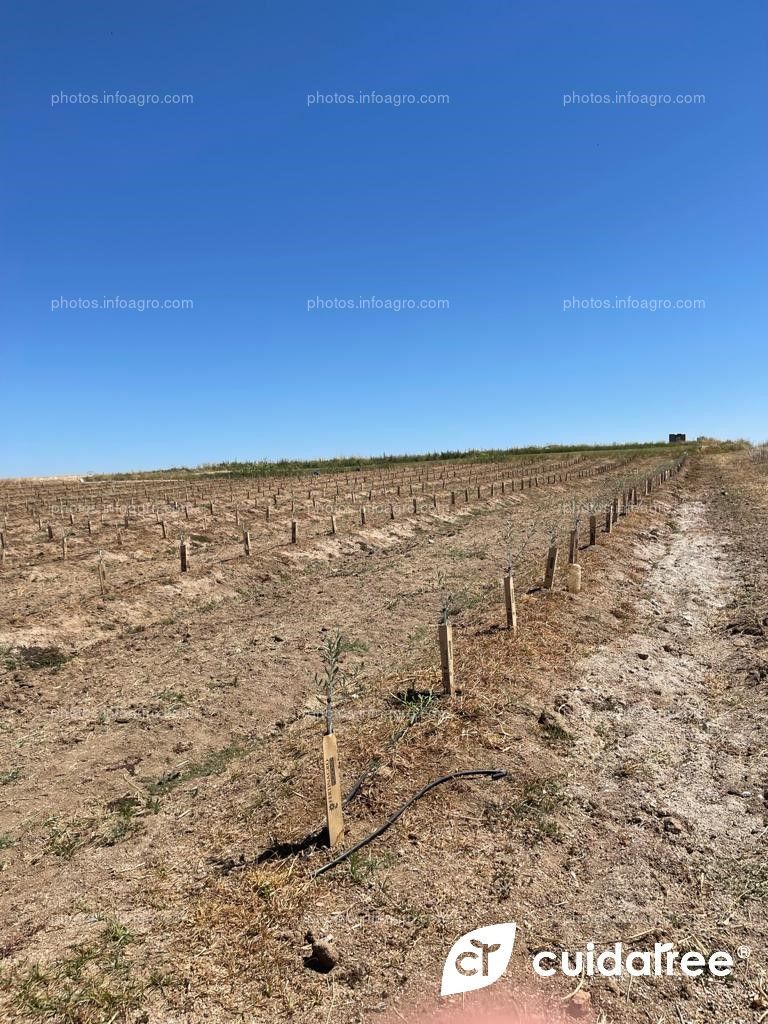 Finca situada en la localidad de Valdetorres Provincia de Badajoz