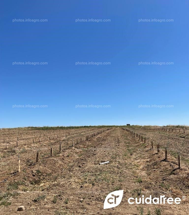 Finca situada en la localidad de Valdetorres Provincia de Badajoz