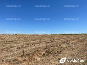 Finca situada en la localidad de Valdetorres Provincia de Badajoz