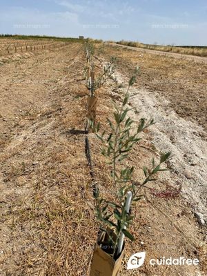 Finca situada en la localidad de Valdetorres Provincia de Badajoz