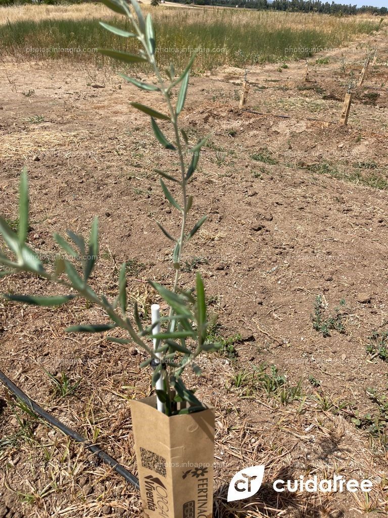 Finca situada en la localidad de Valdetorres Provincia de Badajoz