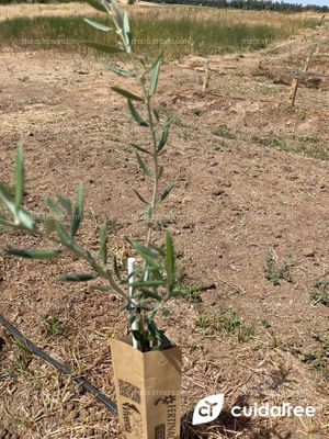 Finca situada en la localidad de Valdetorres Provincia de Badajoz