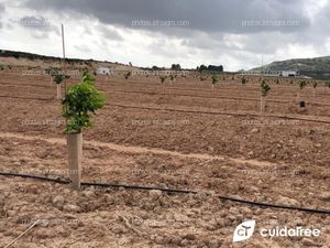 Finca propiedad de Amefruits S.L., situada en la localidad de Benejúzar Provincia de Alicante