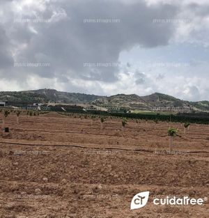 Finca propiedad de Amefruits S.L., situada en la localidad de Benejúzar Provincia de Alicante