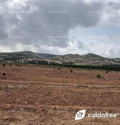 Finca propiedad de Amefruits S.L., situada en la localidad de Benejúzar Provincia de Alicante