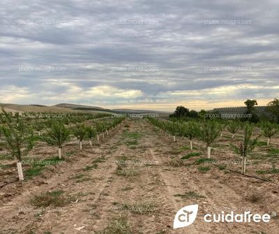 Finca de nuestro cliente Agrícola Santa Bárbara ubicada en Herrera provincia de Sevilla.