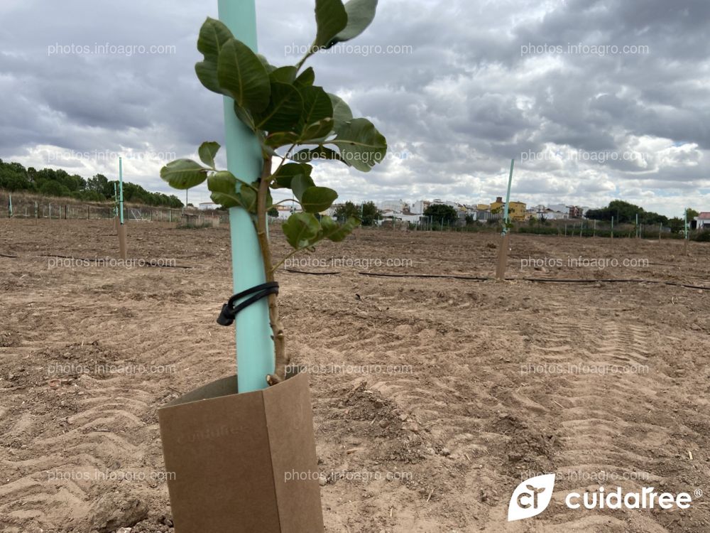 Finca de nuestro cliente  Pedro José Ales miembro de appistaco, ubicada en Andújar provincia de Jaén.