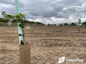 Finca de nuestro cliente  Pedro José Ales miembro de appistaco, ubicada en Andújar provincia de Jaén.