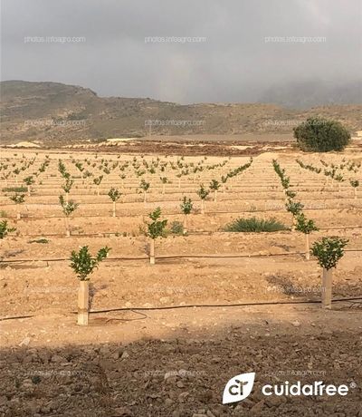 Finca propiedad de SAT Nº 9890 OLÉ @oleveg, situada en la localidad de La Murada (Orihuela) Provincia de Alicante