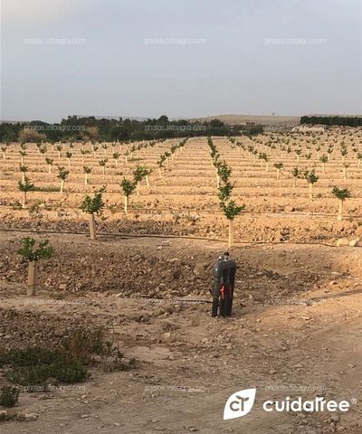 Finca propiedad de SAT Nº 9890 OLÉ @oleveg, situada en la localidad de La Murada (Orihuela) Provincia de Alicante