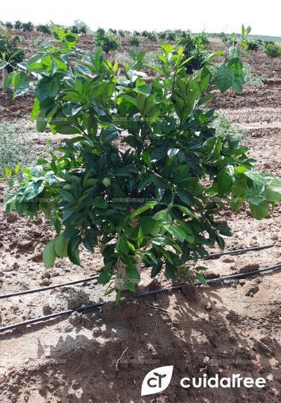 Plantación de Frutales Alcolea de naranja Navelina protegidos con protector Cuidatree modelo 50x14
