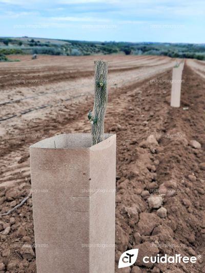 Plantación de Frutales Alcolea de naranja Navelina protegidos con protector Cuidatree modelo 50x14