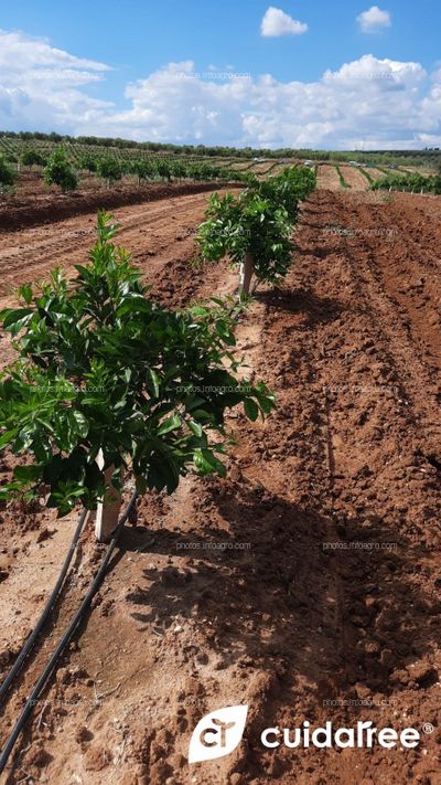 Plantación de Frutales Alcolea de naranja Navelina protegidos con protector Cuidatree modelo 50x14
