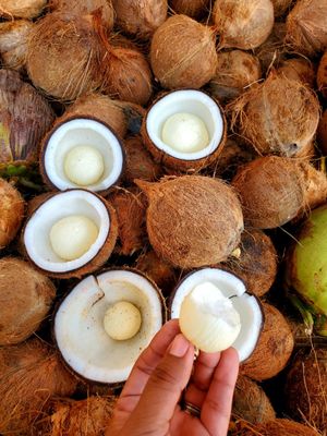 Coco seco con manzana. Cocos de la costa.