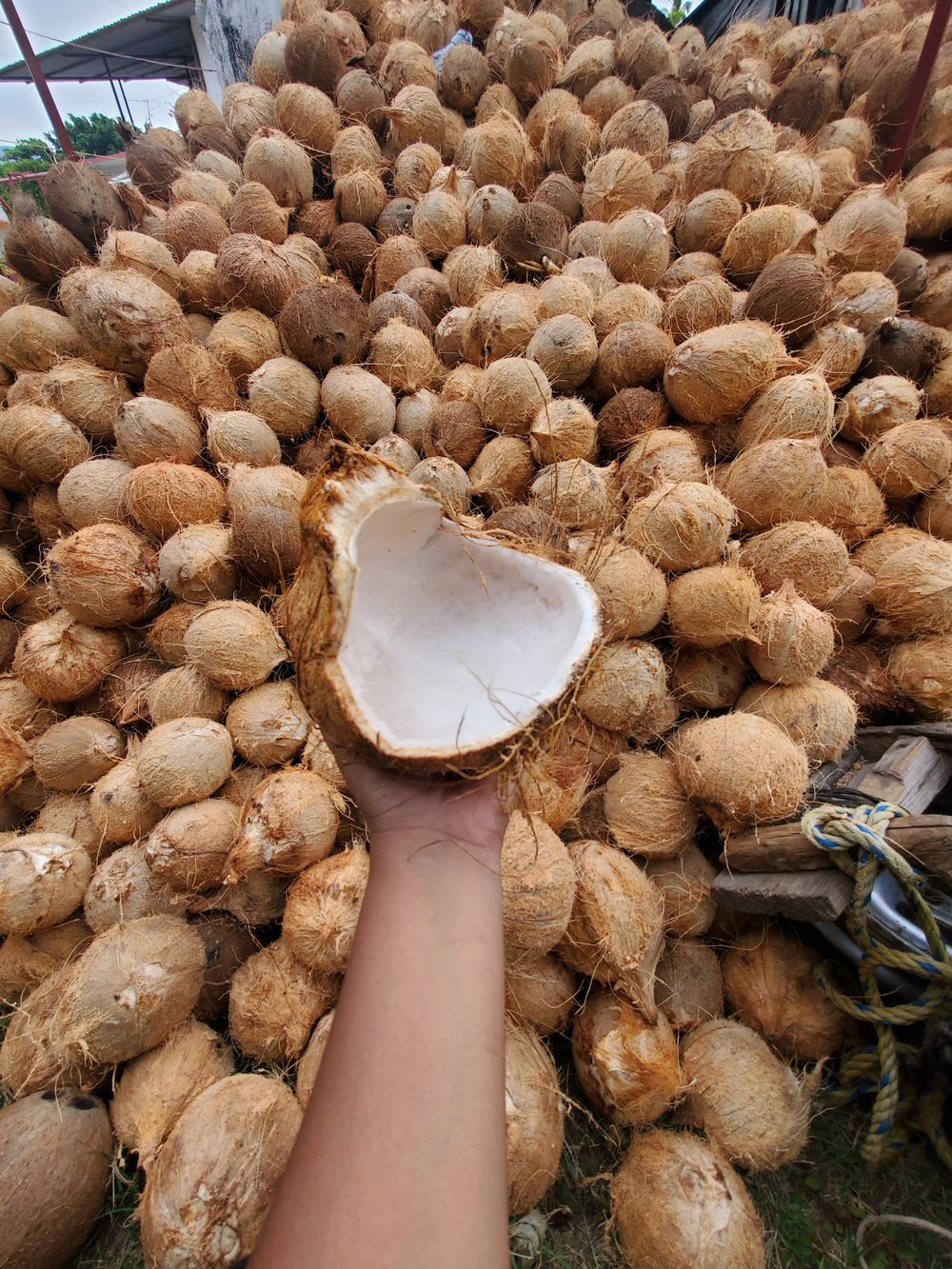 Vaso de uno de los cocos. Cocos de la costa.
