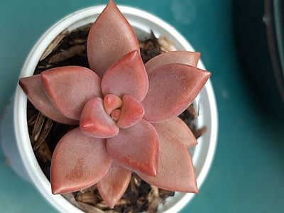 Graptopetalum superbum  