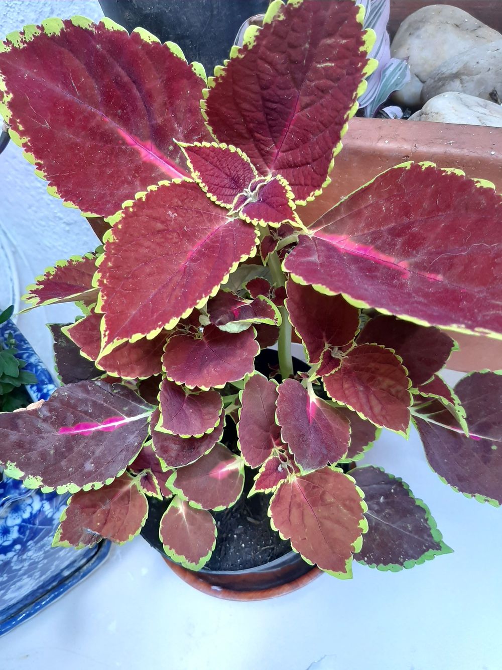 Plectranthus scutellarioides 