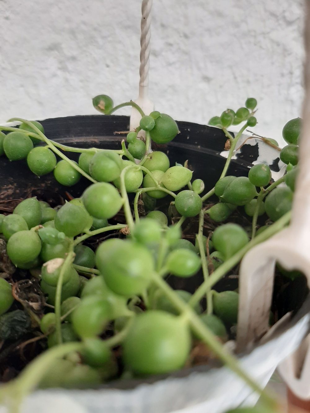 Senecio rowleyanus 