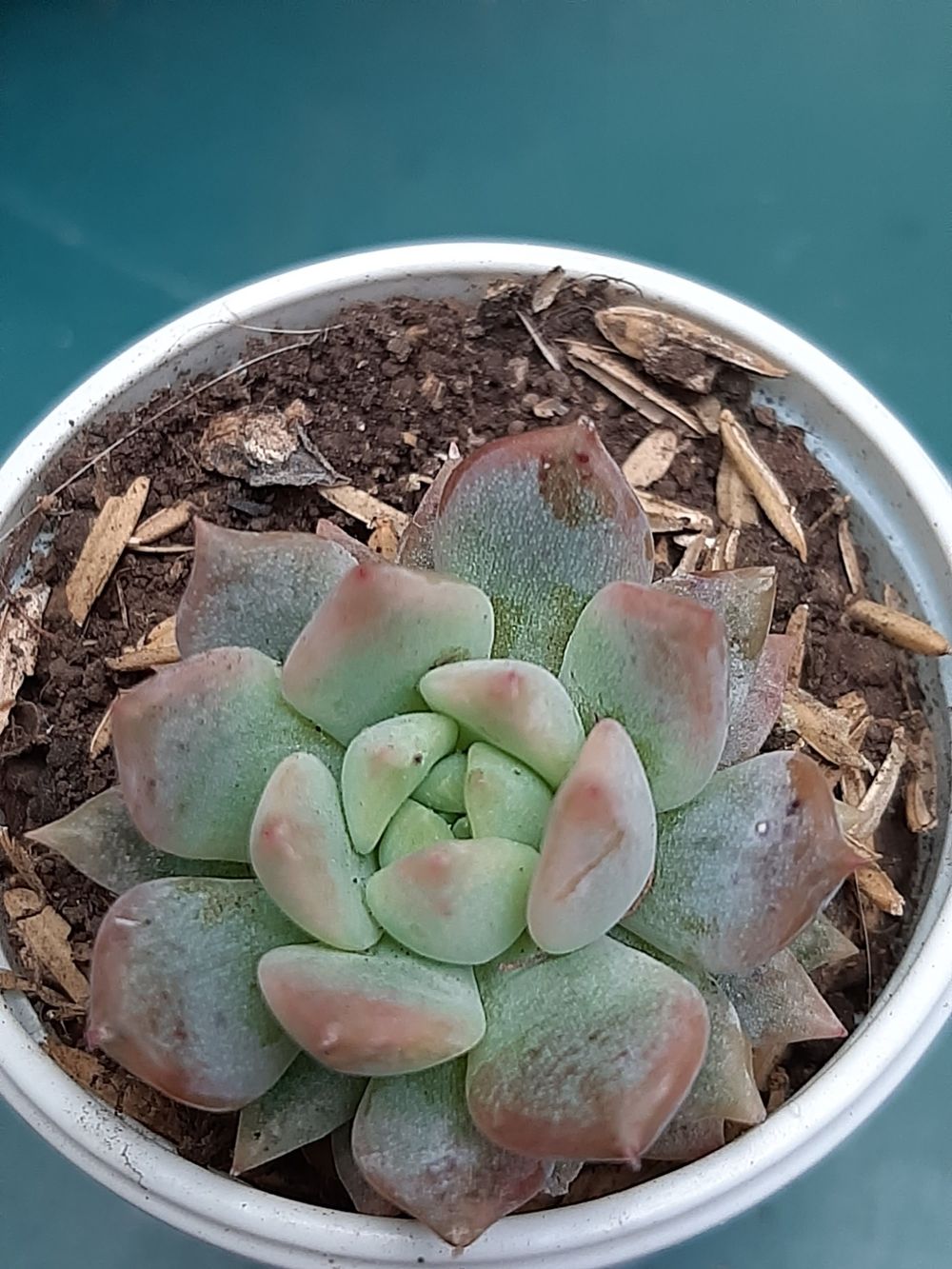 Echeveria colorata 