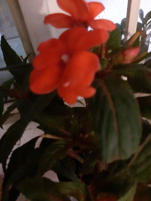 Impatiens walleriana