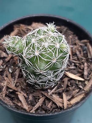 Mammillaria gracilis 