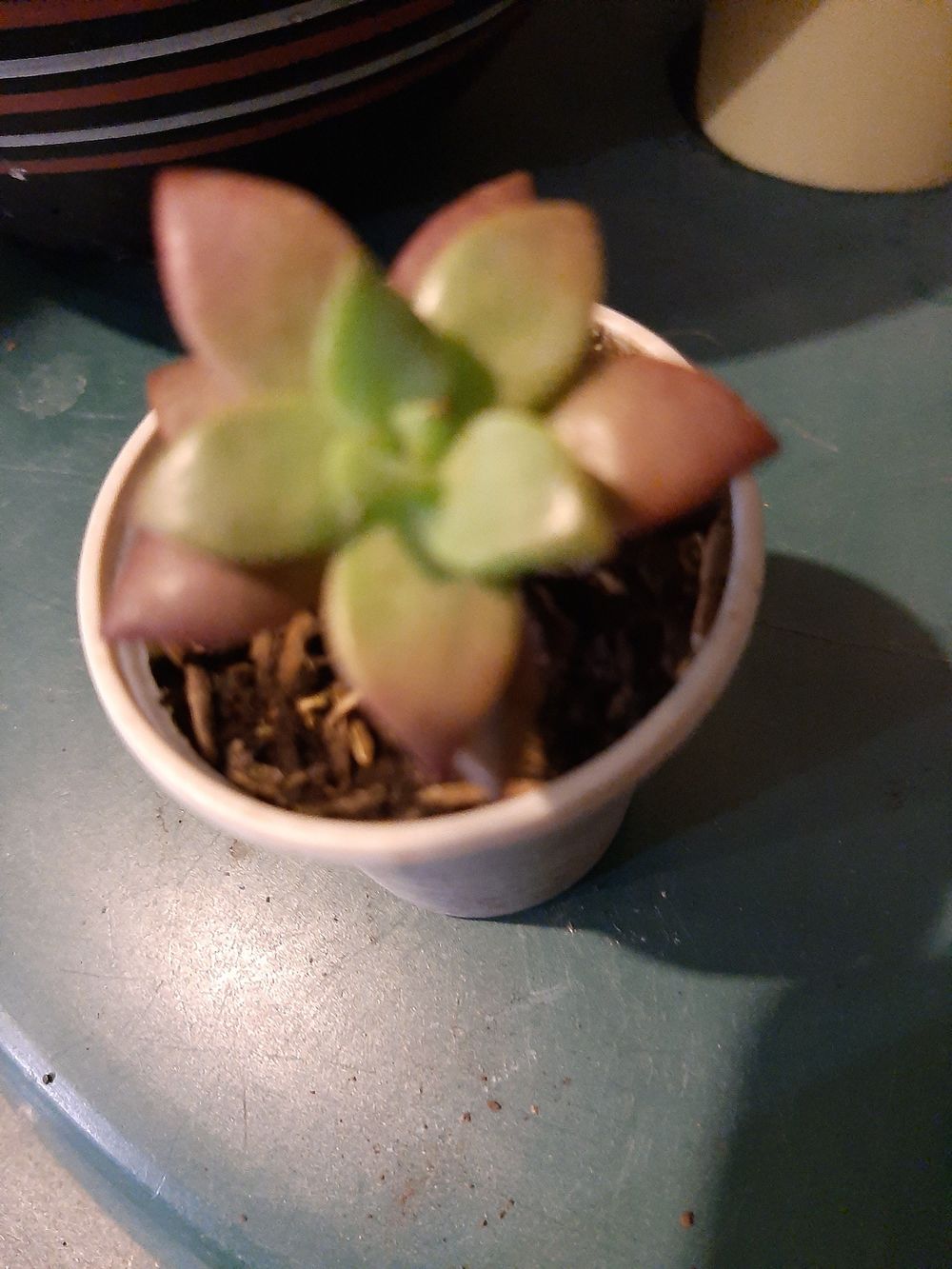 Graptopetalum paraguayense 