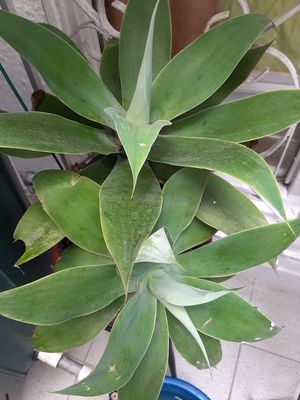 Agave attenuata