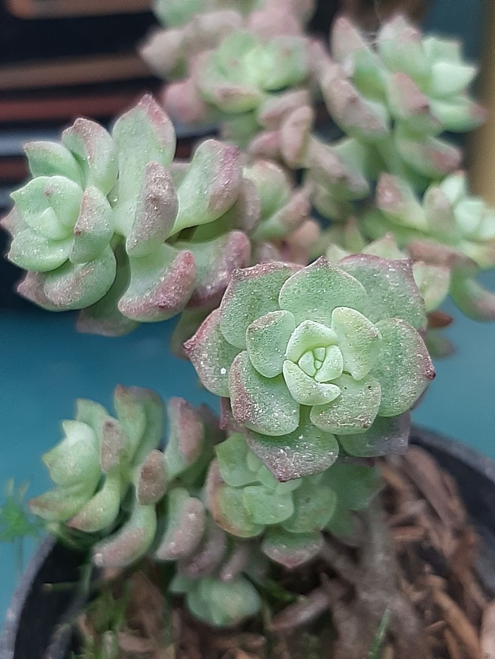 Echeveria prolifera Moran