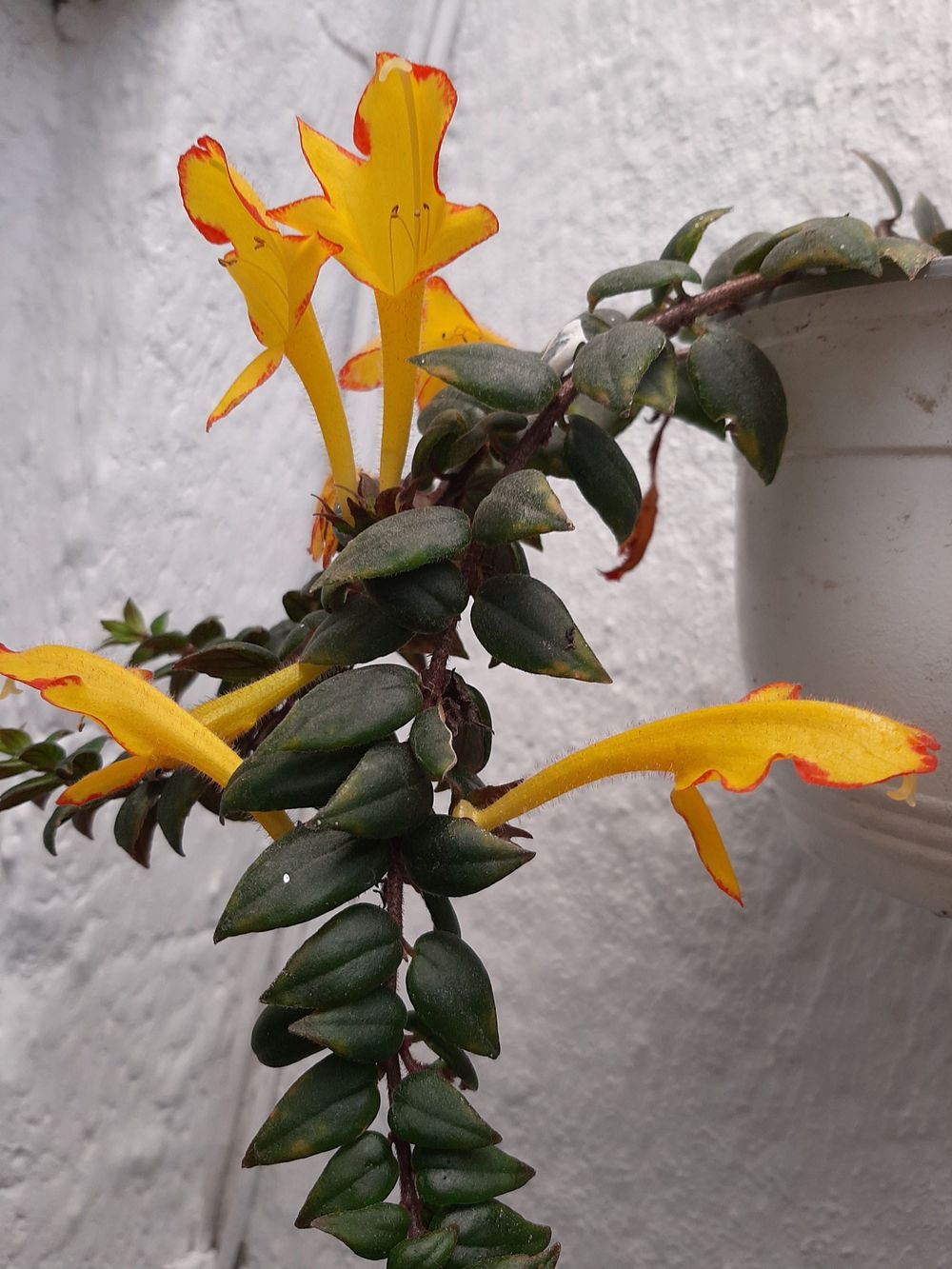 Columnea microphylla 