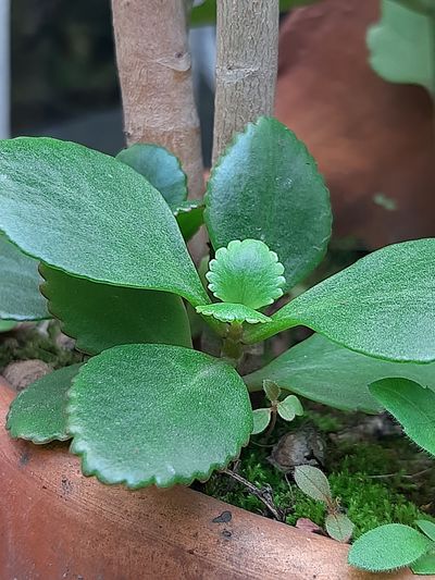 Kalanchoe blossfeldiana