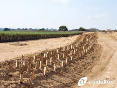 Vivero Olea Ornamental ubicado en el municipio de Sucina, planta arbustivas 