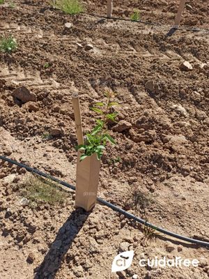 Testimonio de un ingeniero agrónomo que colabora con Cuidatree sobre las declaraciones de su cliente con respecto a nuestros protectores ecológicos.