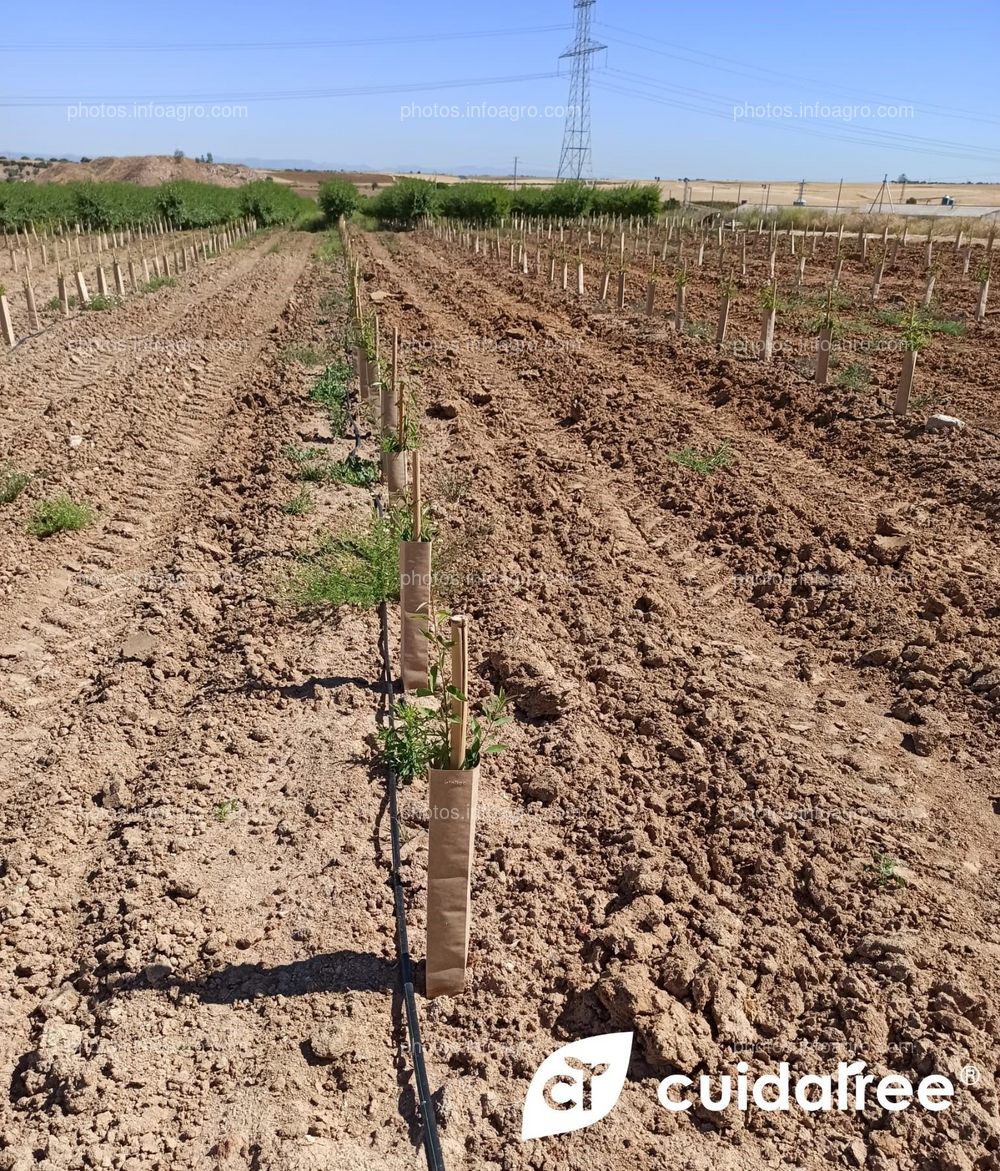 Testimonio de un ingeniero agrónomo que colabora con Cuidatree sobre las declaraciones de su cliente con respecto a nuestros protectores ecológicos.