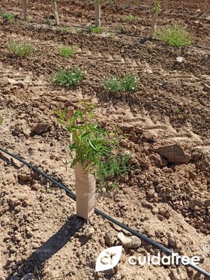 Testimonio de un ingeniero agrónomo que colabora con Cuidatree sobre las declaraciones de su cliente con respecto a nuestros protectores ecológicos.