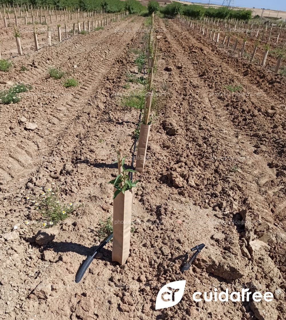 Testimonio de un ingeniero agrónomo que colabora con Cuidatree sobre las declaraciones de su cliente con respecto a nuestros protectores ecológicos.