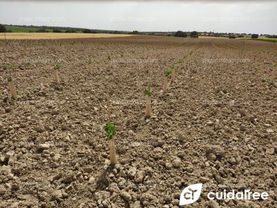 Finca en Valdeganga provincia de Albacete. Plantación de 8.000 viñas de la variedad tempranillo