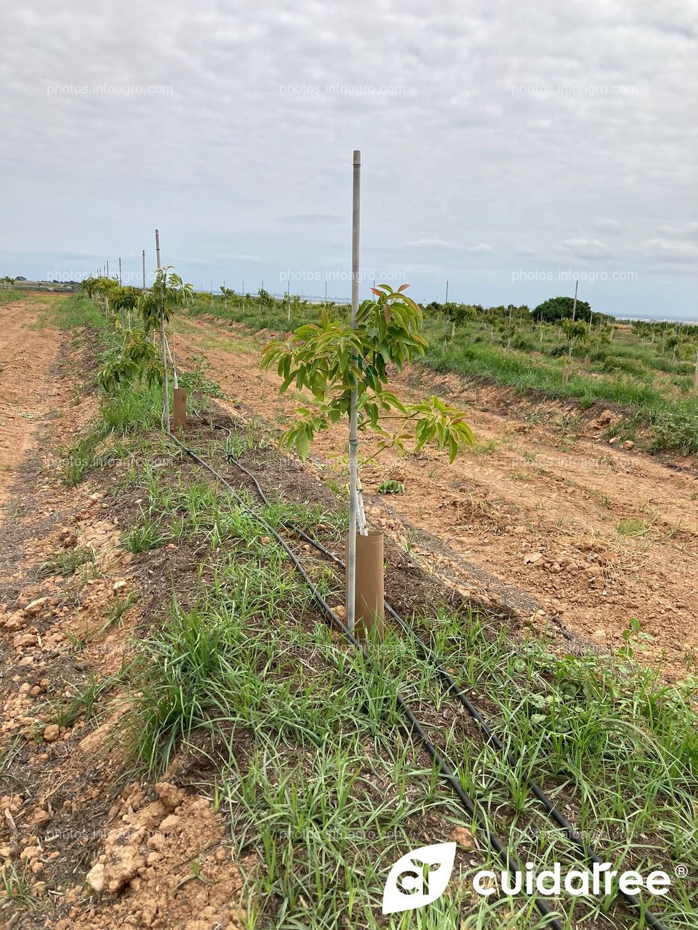 Plantación de aguacate en riego por goteo realizada en Mayo en el municipio de Picassent provincia de Valencia