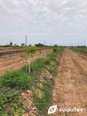 Plantación de aguacate en riego por goteo realizada en Mayo en el municipio de Picassent provincia de Valencia