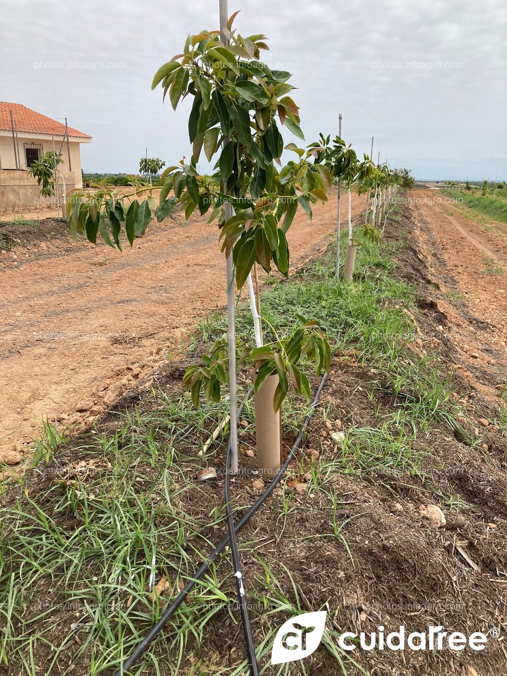 Plantación de aguacate en riego por goteo realizada en Mayo en el municipio de Picassent provincia de Valencia