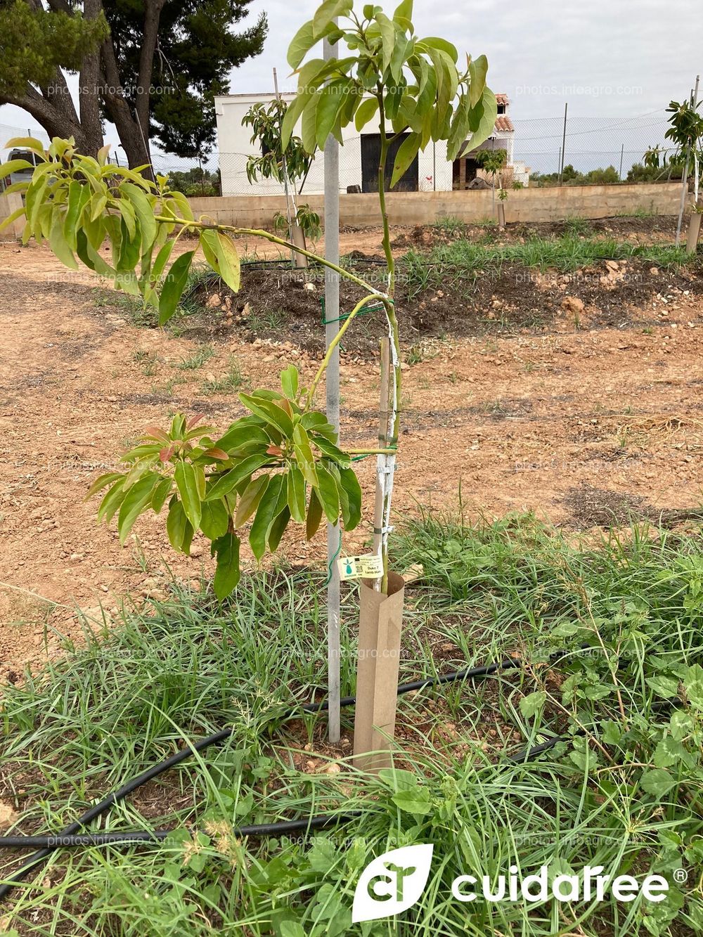 Plantación de aguacate en riego por goteo realizada en Mayo en el municipio de Picassent provincia de Valencia