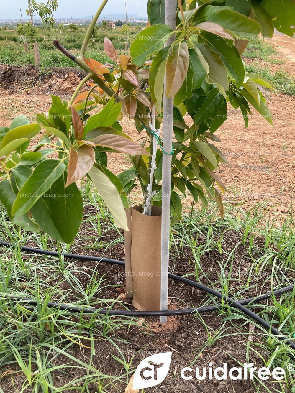 Plantación de aguacate en riego por goteo realizada en Mayo en el municipio de Picassent provincia de Valencia