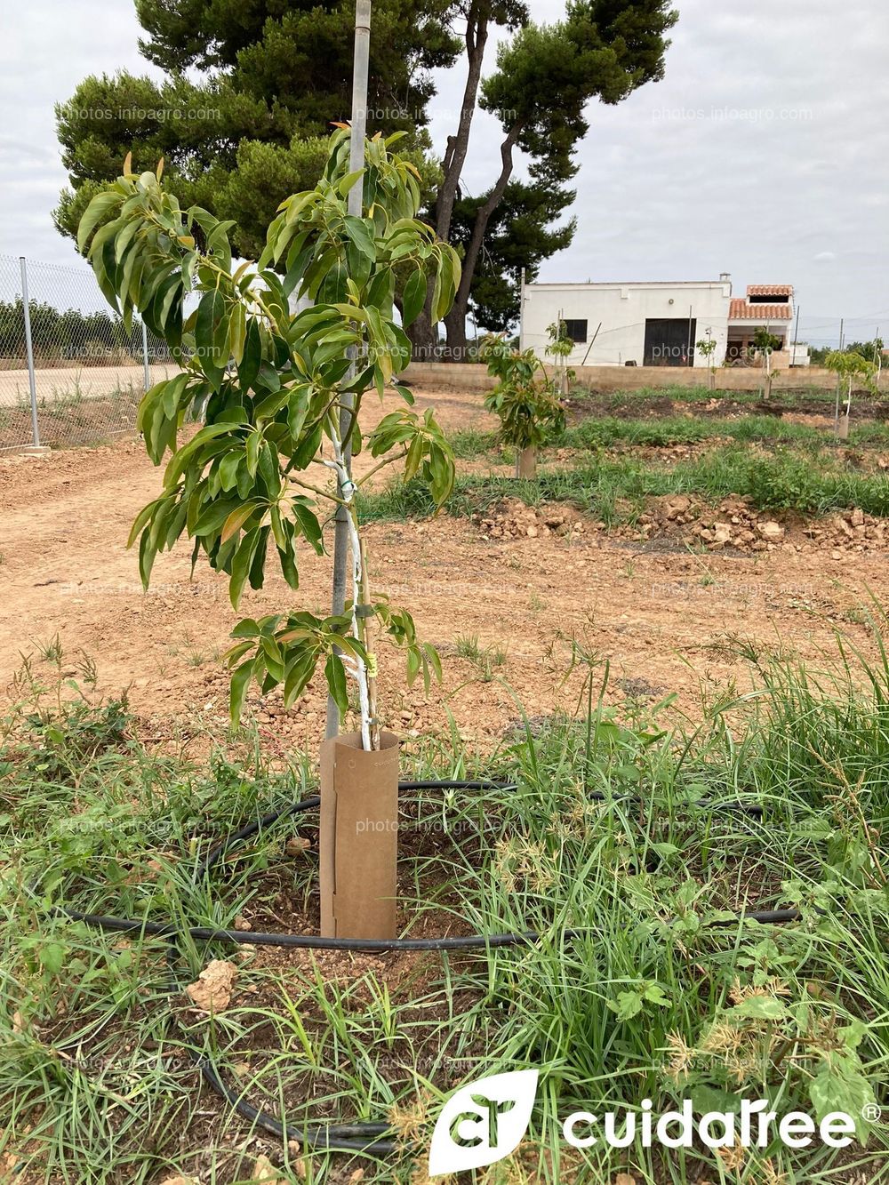 Plantación de aguacate en riego por goteo realizada en Mayo en el municipio de Picassent provincia de Valencia