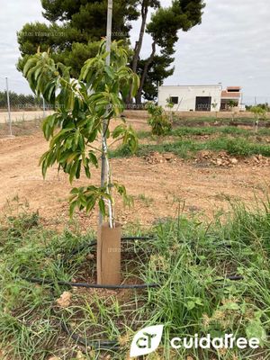 Plantación de aguacate en riego por goteo realizada en Mayo en el municipio de Picassent provincia de Valencia