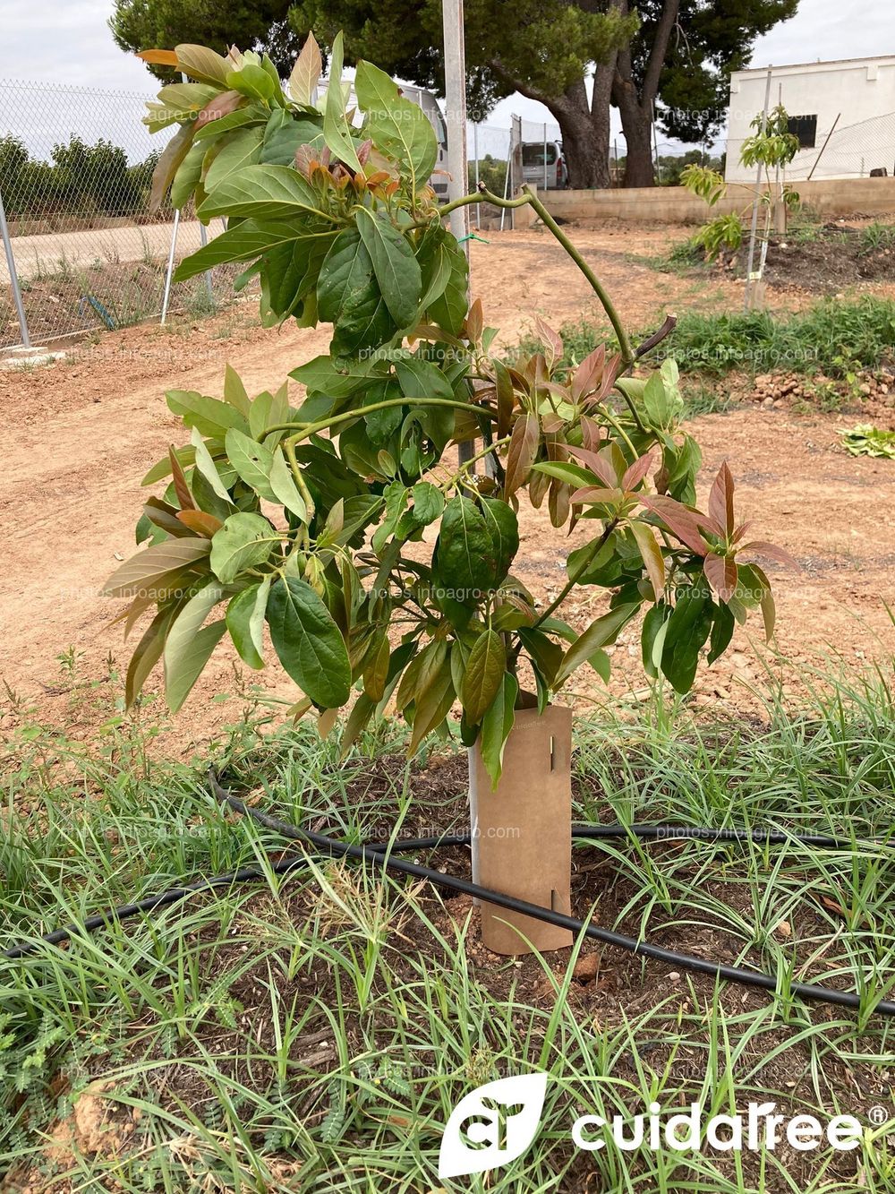 Plantación de aguacate en riego por goteo realizada en Mayo en el municipio de Picassent provincia de Valencia