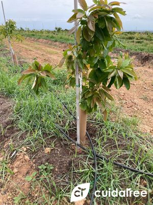 Plantación de aguacate en riego por goteo realizada en Mayo en el municipio de Picassent provincia de Valencia