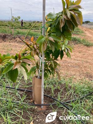 Plantación de aguacate en riego por goteo realizada en Mayo en el municipio de Picassent provincia de Valencia